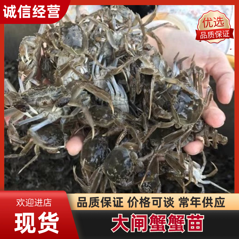 蟹苗大闸蟹苗规格齐全基地供应提供技术指导全国发货