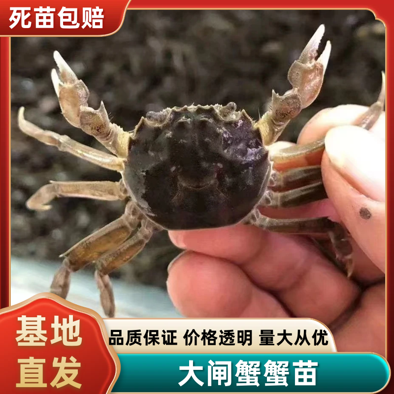 优质蟹苗大母本蟹苗基地直供成活率高抗病强技术指导