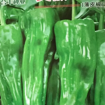 美椒50号-薄皮椒种子早熟鲜食耐低温皮薄质脆