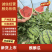 精品麒麟西瓜，美都西瓜大量上市，品质保证来电优惠