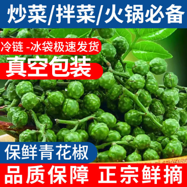 新鲜青花椒重庆四川真空保鲜花椒鲜花椒藤椒特麻特香鲜花椒商