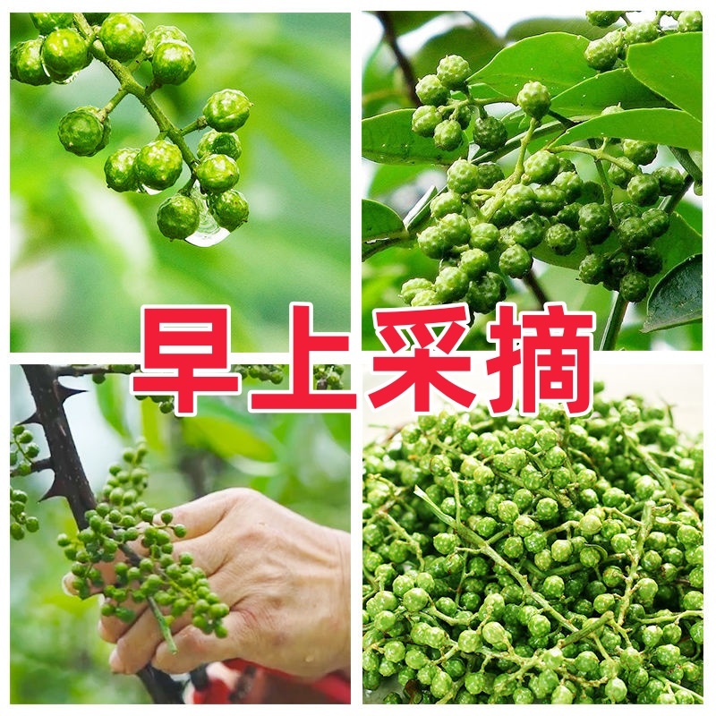 新鲜青花椒重庆四川真空保鲜花椒鲜花椒藤椒特麻特香鲜花椒商