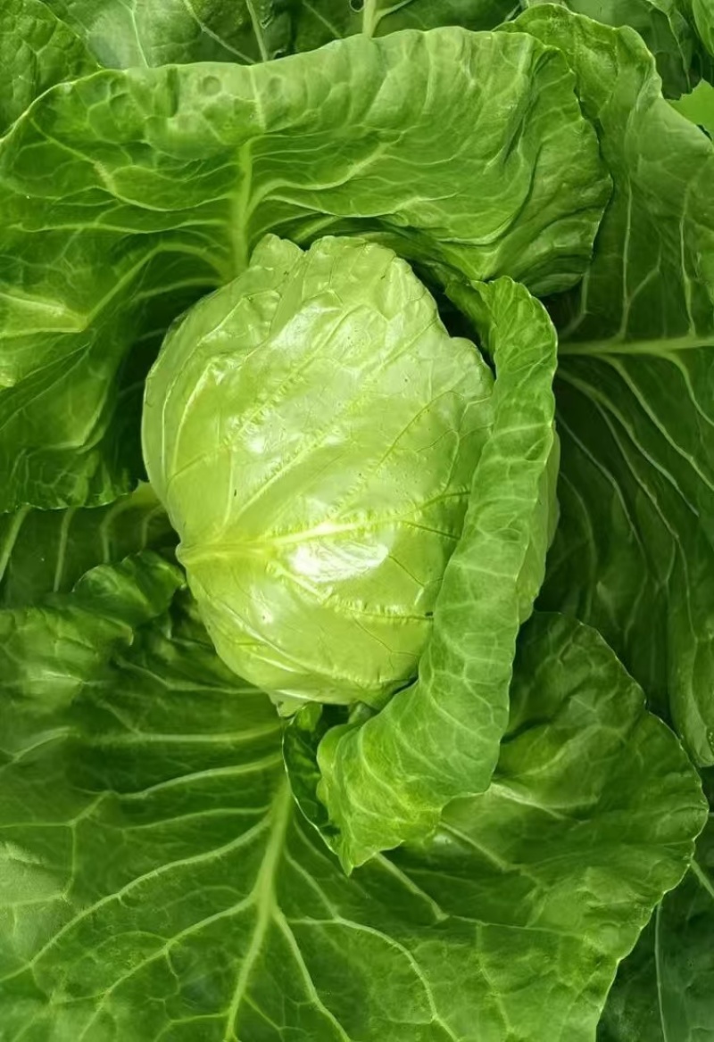 【牛商推荐】河北唐山精品甘蓝基地直发货源充足
