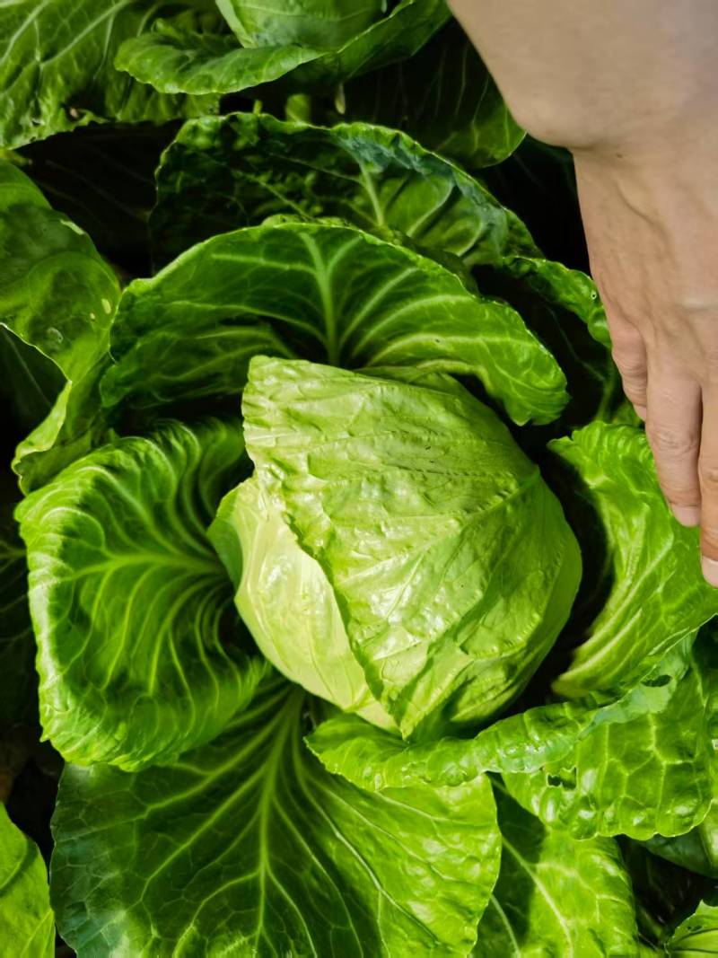 【牛商推荐】河北唐山精品甘蓝基地直发货源充足