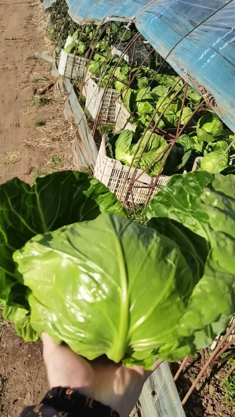 【牛商推荐】河北唐山精品甘蓝基地直发货源充足