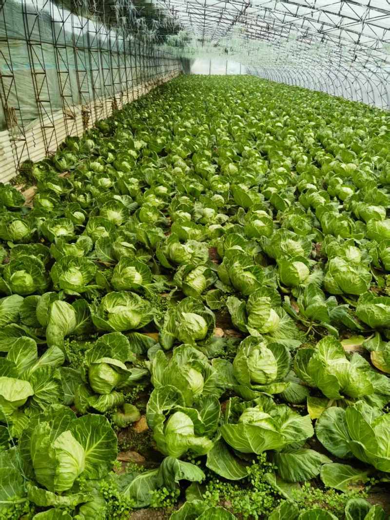 【牛商推荐】河北唐山精品甘蓝基地直发货源充足
