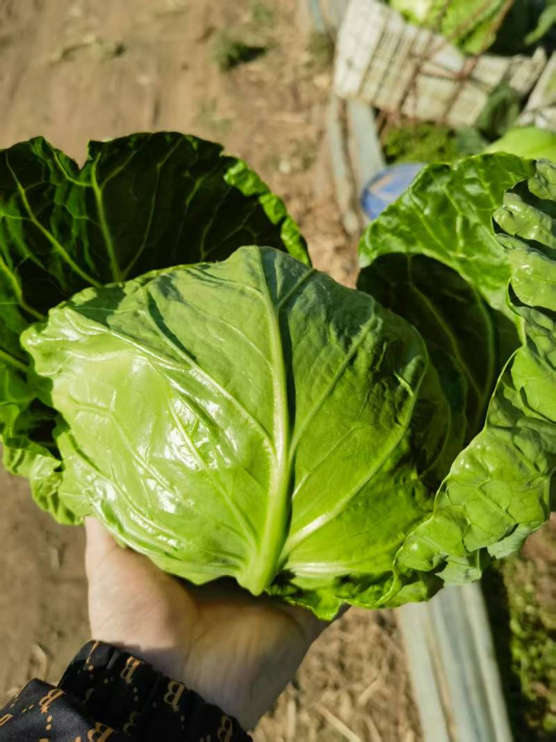 【牛商推荐】河北唐山精品甘蓝基地直发货源充足