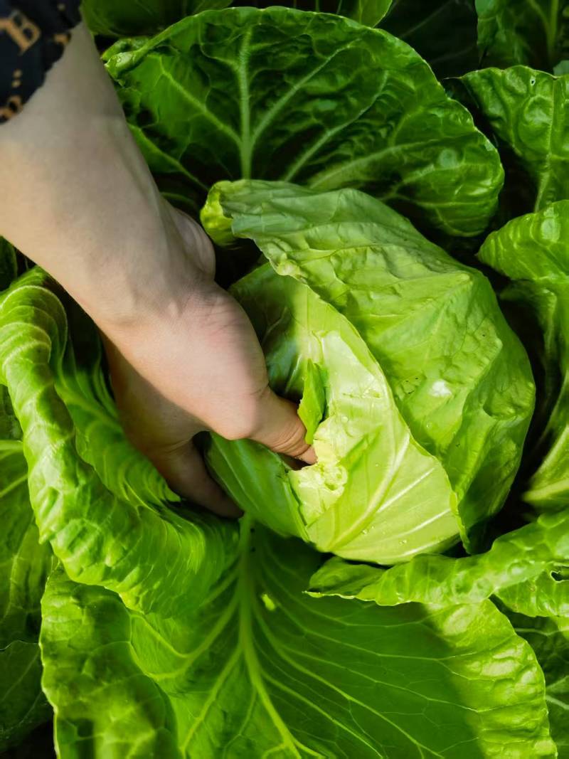 【牛商推荐】河北唐山精品甘蓝基地直发货源充足