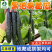黑油亮507-早熟黄瓜种子瓜条顺直长势旺产量高密刺