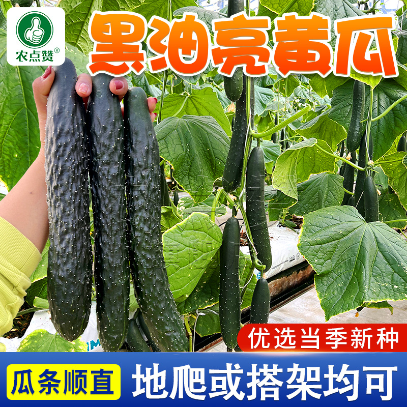 黑油亮507-早熟黄瓜种子瓜条顺直长势旺产量高密刺
