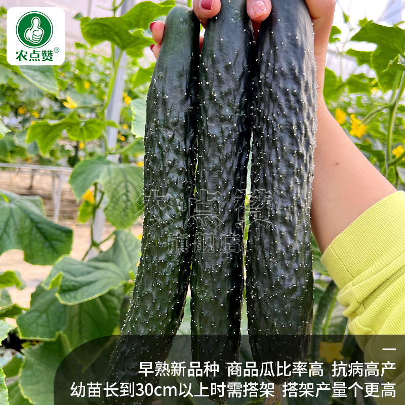 黑油亮507-早熟黄瓜种子瓜条顺直长势旺产量高密刺