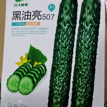 黑油亮507-早熟黄瓜种子瓜条顺直长势旺产量高密刺