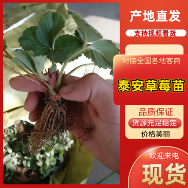 假植草莓苗优质补苗品种红颜章姬隋珠妙香白雪公主