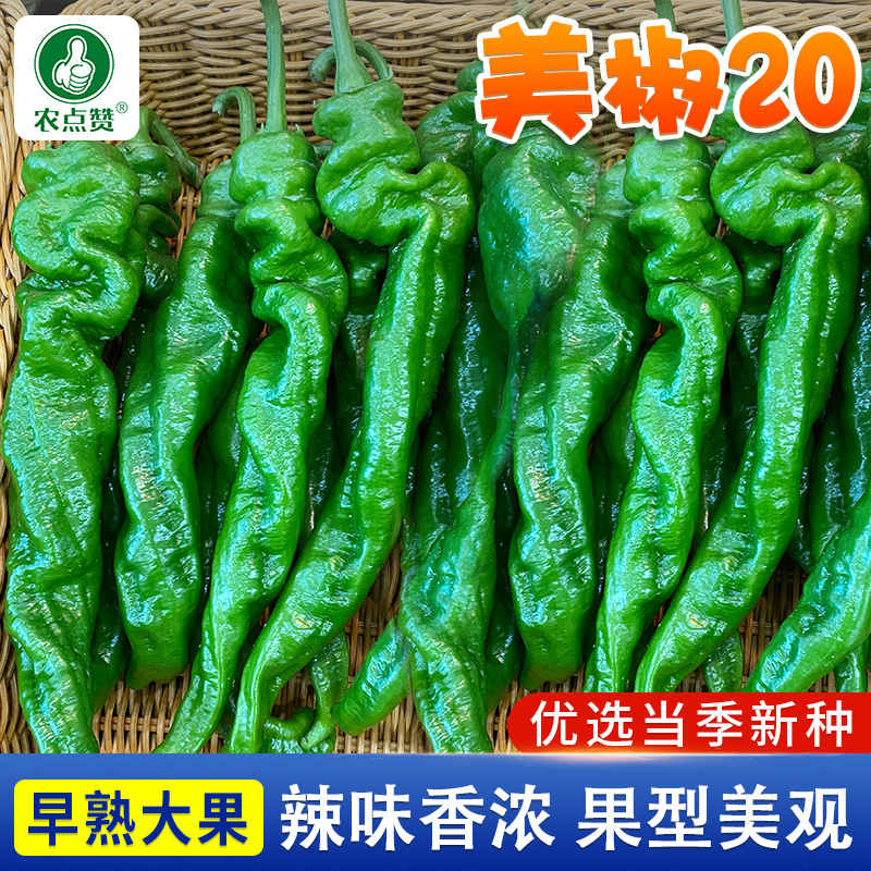 美椒20号-螺丝椒种子早熟辣味香浓耐低温