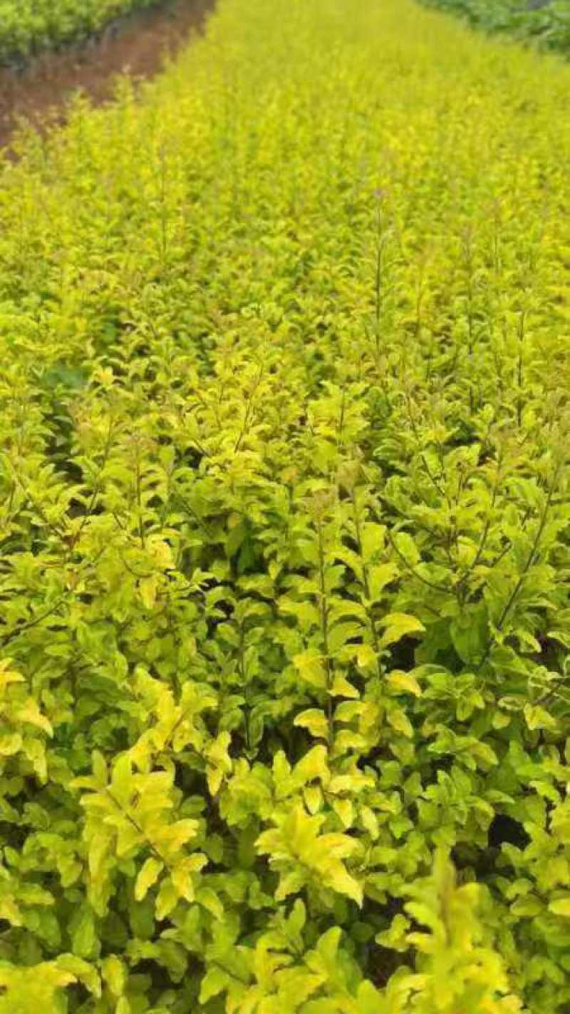 亮晶女贞苗量大从优种植基地欢迎各大老板前来采购咨询