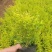 亮晶女贞苗量大从优种植基地欢迎各大老板前来采购咨询
