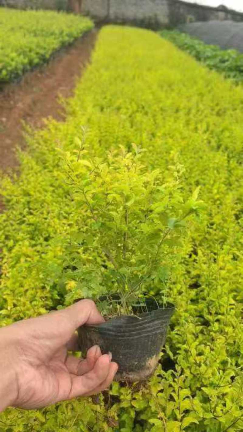 亮晶女贞苗量大从优种植基地欢迎各大老板前来采购咨询