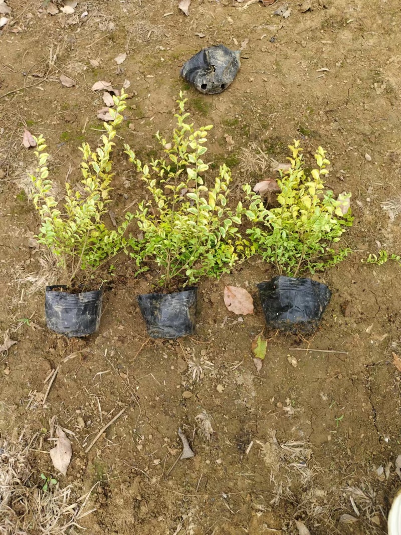 亮晶女贞苗量大从优种植基地欢迎各大老板前来采购咨询