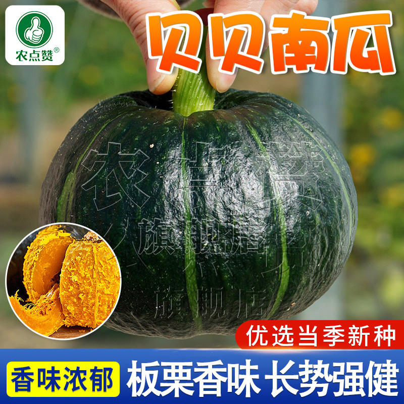 贝贝南瓜-南瓜种子中熟口感粉糯微甜肉质紧密品质好