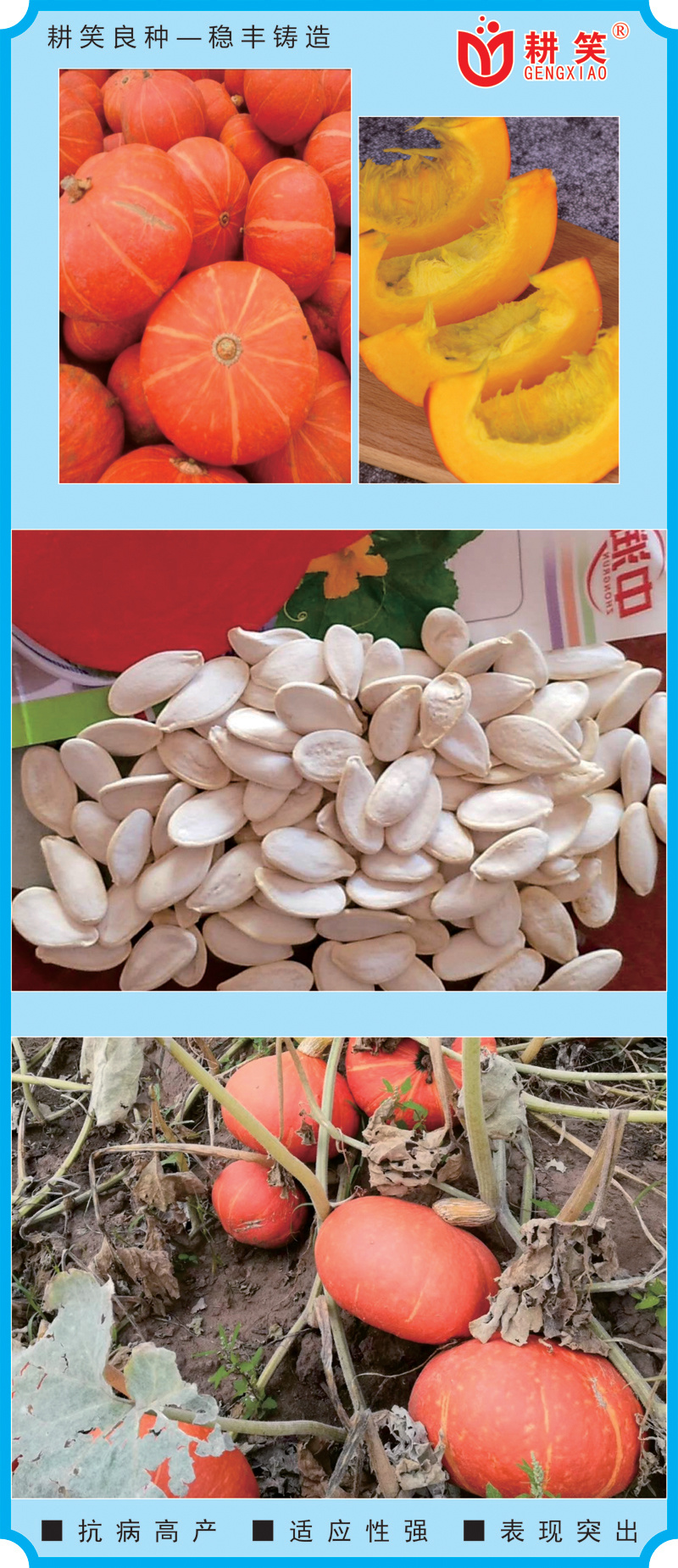 黄金2号红板栗南瓜种子，瓜型漂亮颜色亮丽，大果型易管理
