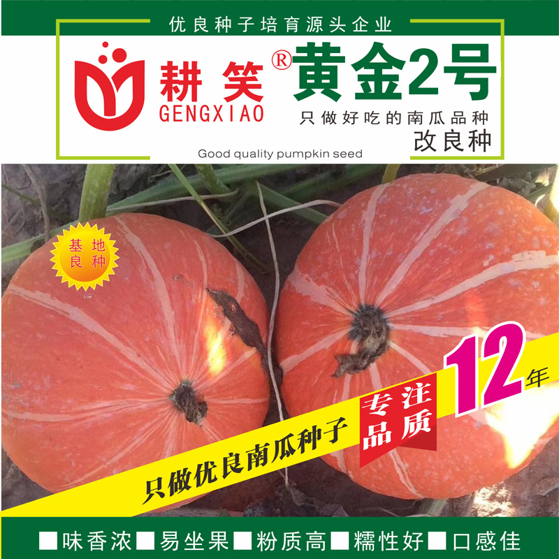 黄金2号红板栗南瓜种子，瓜型漂亮颜色亮丽，大果型易管理