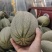 晓蜜25哈密瓜上市中，对接商超档口批发市场零售电商代发