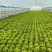 实力发货意大利生菜品质保证价格优惠产地直发诚信经营