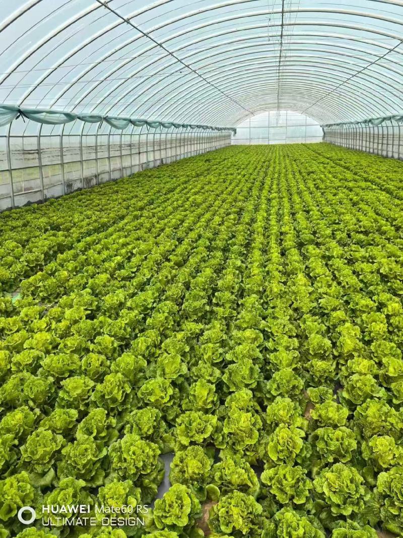 实力发货意大利生菜品质保证价格优惠产地直发诚信经营