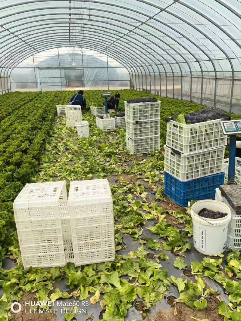 实力发货意大利生菜品质保证价格优惠产地直发诚信经营