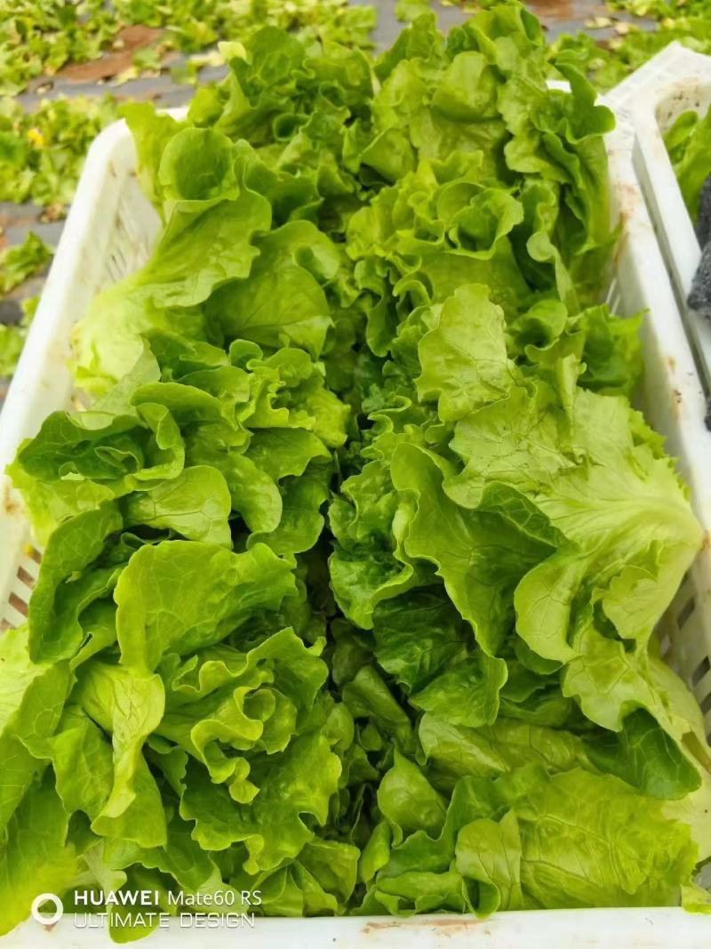 实力发货意大利生菜品质保证价格优惠产地直发诚信经营