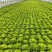 实力发货意大利生菜品质保证价格优惠产地直发诚信经营