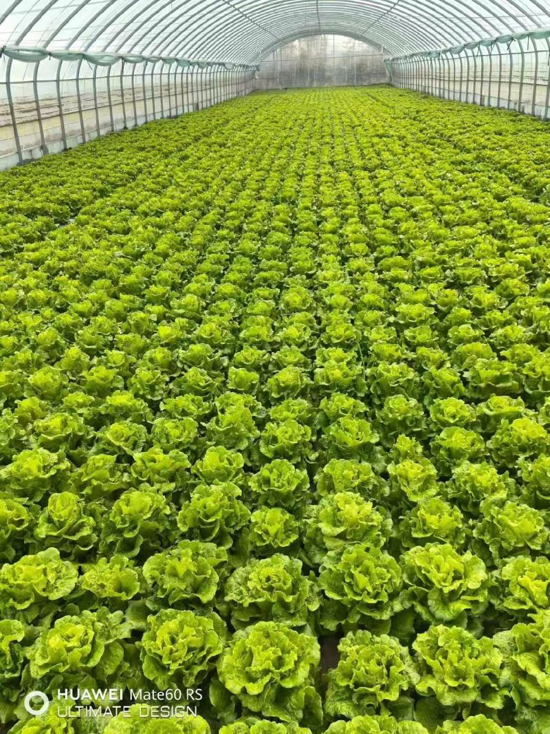 实力发货意大利生菜品质保证价格优惠产地直发诚信经营