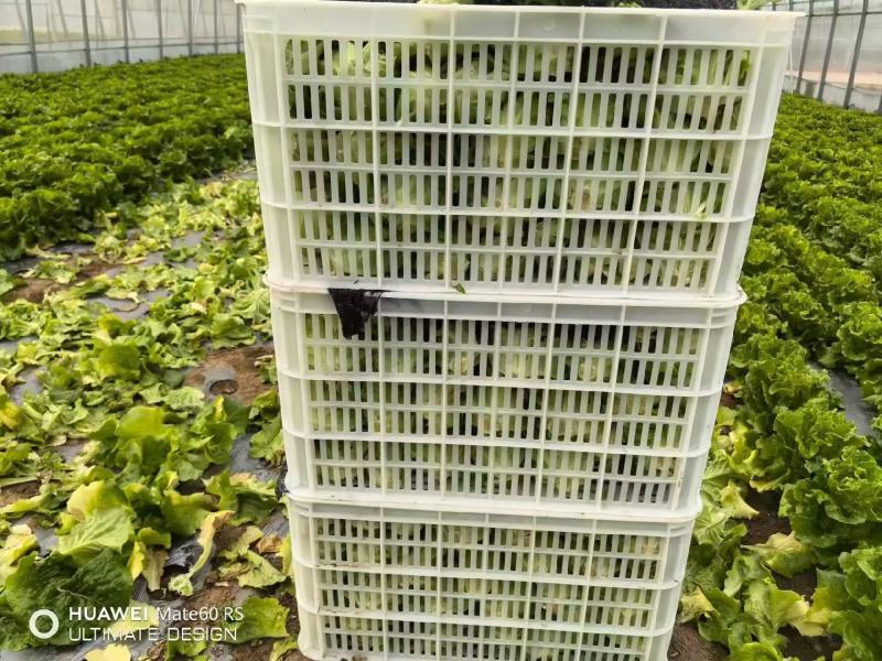 实力发货意大利生菜品质保证价格优惠产地直发诚信经营