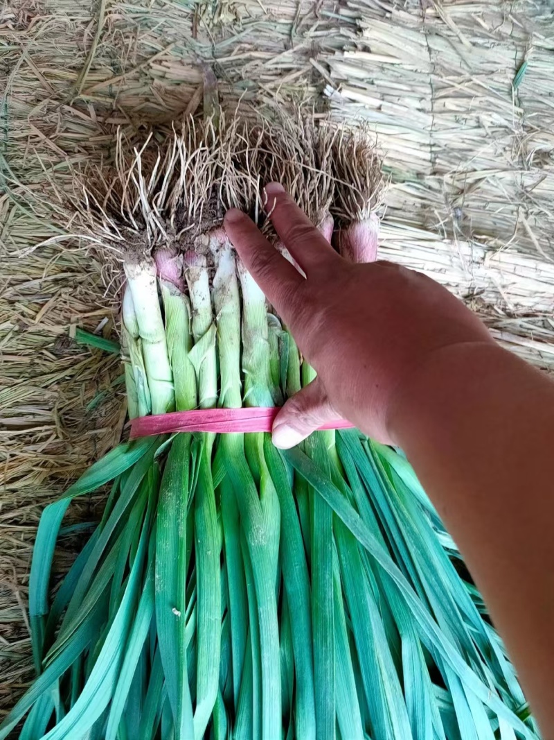 优质红根蒜苗，品质保证，价格优惠，产地直发，内黄基地
