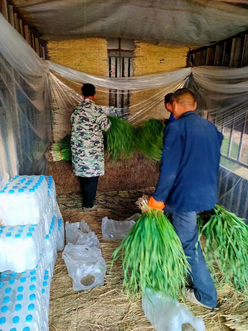 优质红根蒜苗，品质保证，价格优惠，产地直发，内黄基地