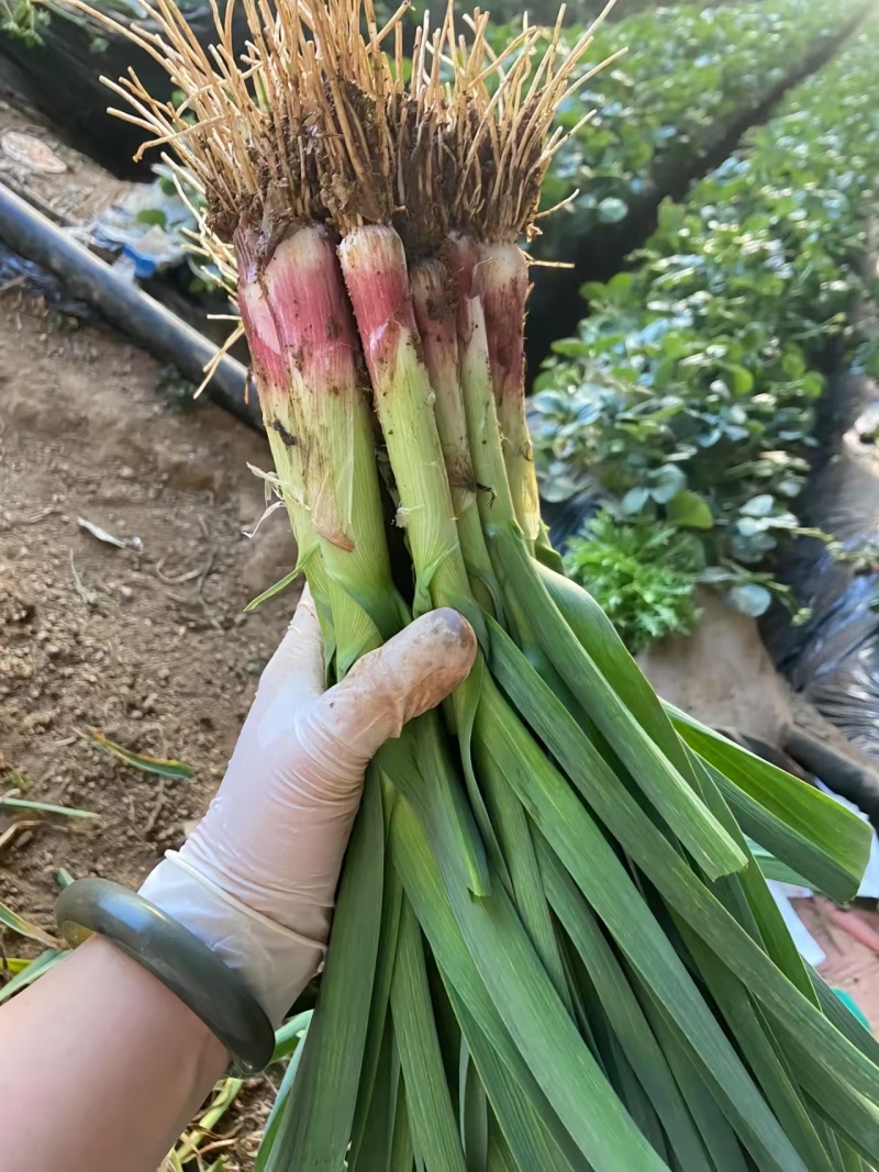 优质红根蒜苗，品质保证，价格优惠，产地直发，内黄基地