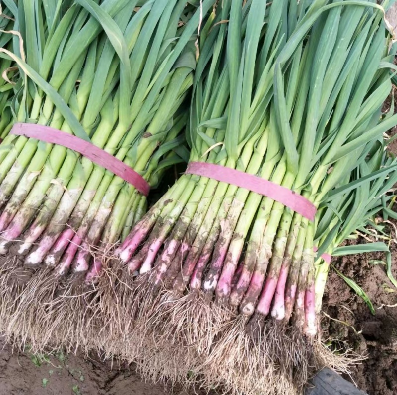 优质红根蒜苗，品质保证，价格优惠，产地直发，内黄基地