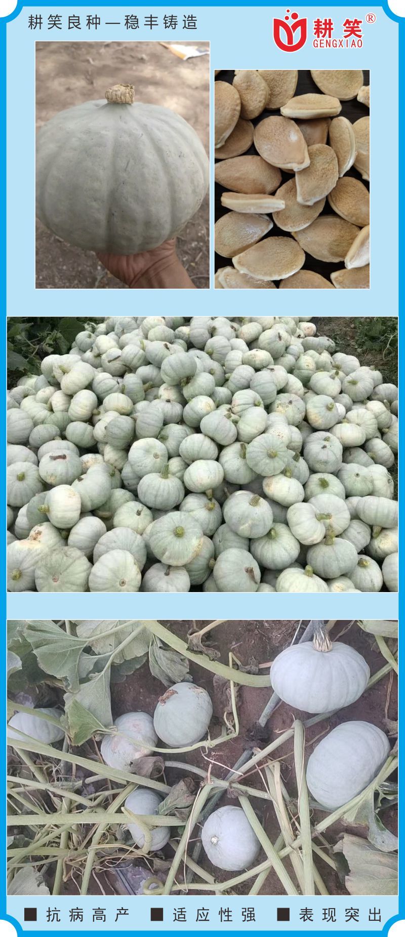 银栗南瓜种子，耕笑999银板栗南瓜种子皮色亮肉金黄耐储运