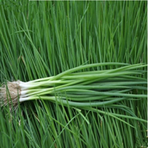 香辣小葱湛江徐闻一手货源当天采货发货大量常年可供货