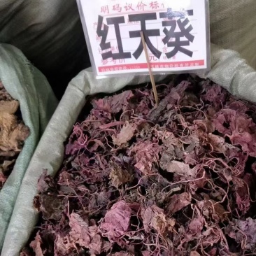 紫背天葵红天葵紫背天葵草红叶天葵草红天葵