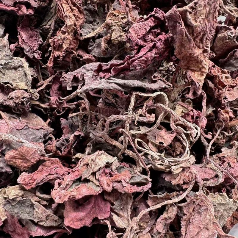 紫背天葵红天葵紫背天葵草红叶天葵草红天葵
