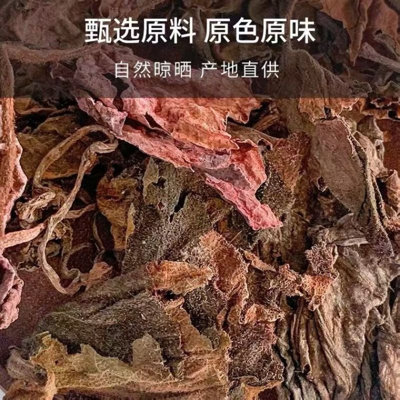 紫背天葵红天葵紫背天葵草红叶天葵草红天葵