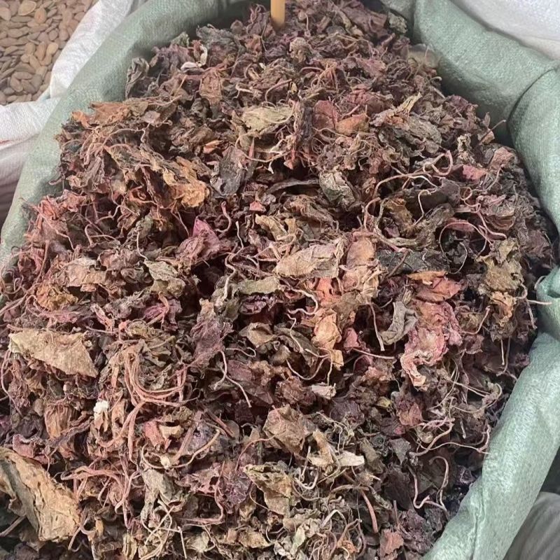 紫背天葵红天葵紫背天葵草红叶天葵草红天葵