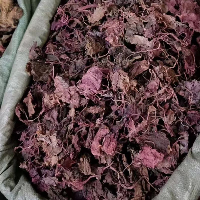 紫背天葵红天葵紫背天葵草红叶天葵草红天葵