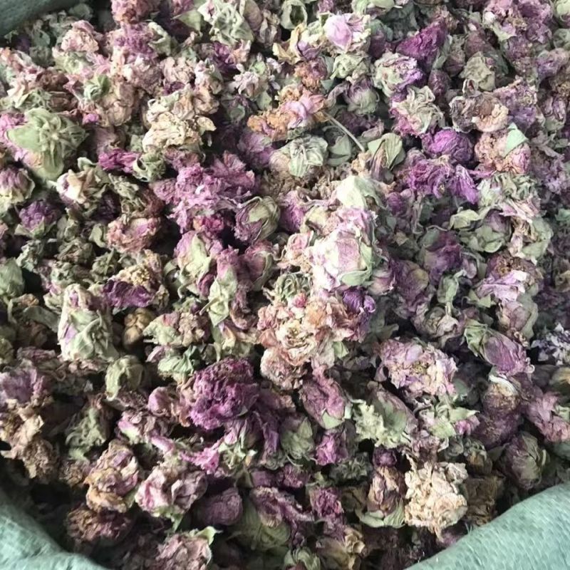 芙蓉花木芙蓉花地芙蓉花干芙蓉批发