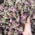芙蓉花木芙蓉花地芙蓉花干芙蓉批发