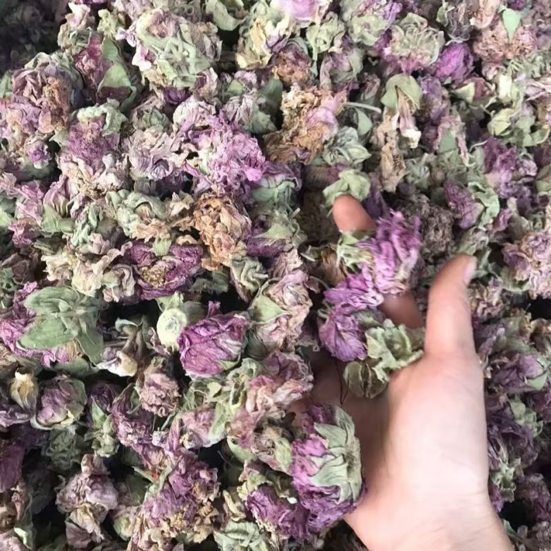 芙蓉花木芙蓉花地芙蓉花干芙蓉批发