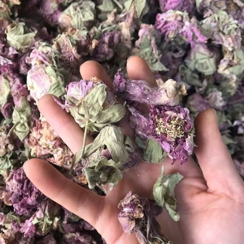 芙蓉花木芙蓉花地芙蓉花干芙蓉批发