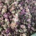 芙蓉花木芙蓉花地芙蓉花干芙蓉批发