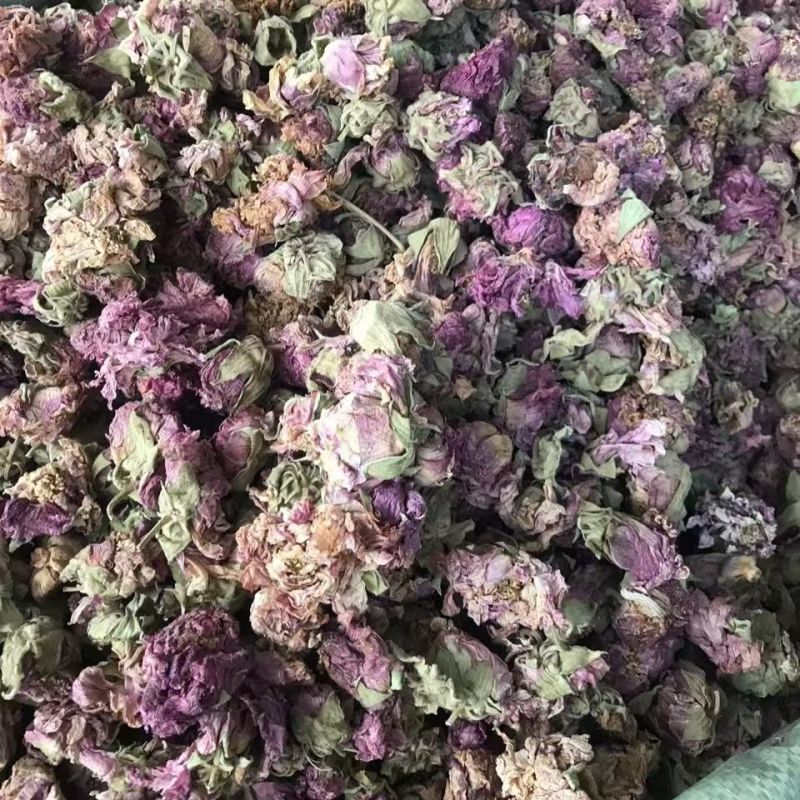 芙蓉花木芙蓉花地芙蓉花干芙蓉批发